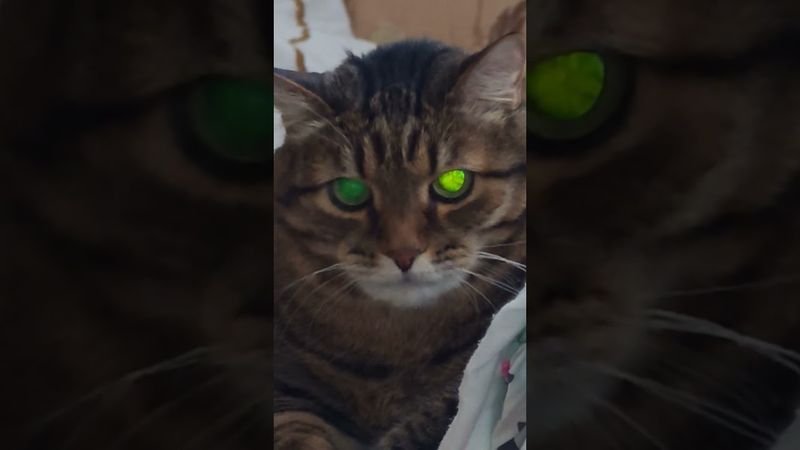 Спокойной ночи 🥱🐱😉🤣 #cat #кот #юмор #котушка #приколы #смех