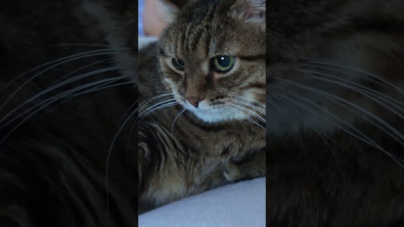 Первая сотня 💯😉😺🤣 #cat #кот #юмор #котушка #приколы #цитаты