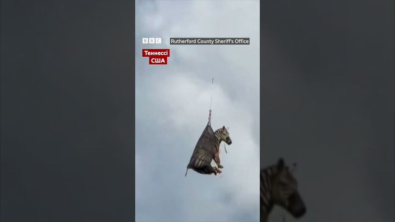 Зебру повернули додому гелікоптером #shorts