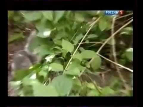 Челябинские "потрошители" 5-10 лет: