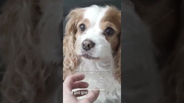 Berry masuk ke dalam koper Chan karena dia tidak ingin Chan kembali ke Korea