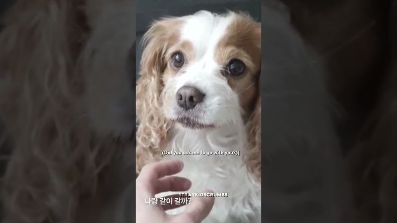 Berry entra nel bagaglio di Chan perché non vuole che lui torni in Corea