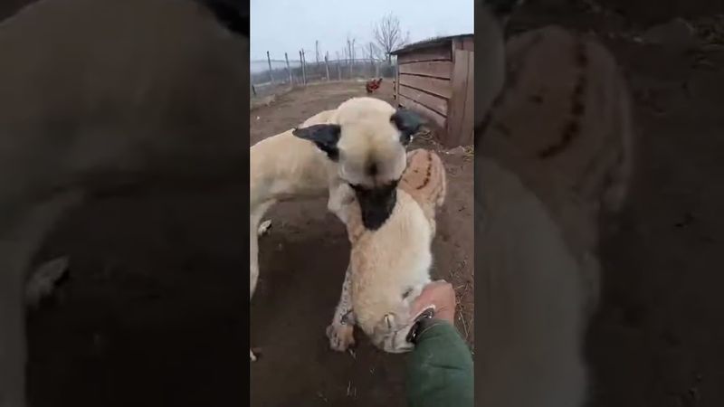 Lynx Attacks Farmer in the Barn… But His Kangal Saves Him!