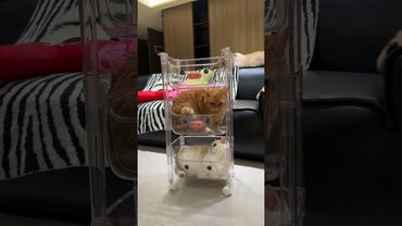 #catlife  #catlovers #kitten  #cat  #catshorts #foryou  #fyp #funnycats