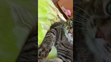 Перевернулся 🚗🚘🙀🤣 #cat #кот #юмор #котушка #приколы #цитаты #смех