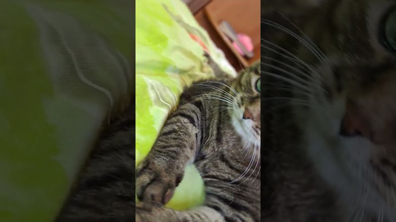 Перевернулся 🚗🚘🙀🤣 #cat #кот #юмор #котушка #приколы #цитаты #смех