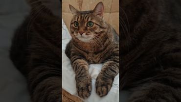 Ох уж эти гороскопы 🐍🐐🐓🤣#cat #кот #юмор #котушка #приколы #цитаты #смех