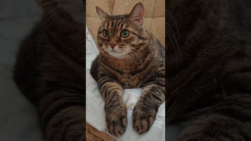 Ох уж эти гороскопы 🐍🐐🐓🤣#cat #кот #юмор #котушка #приколы #цитаты #смех