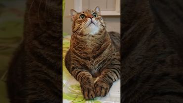 Хакер обнулил 🙀🤔😉🤣 #cat #кот #юмор #котушка #приколы #цитаты