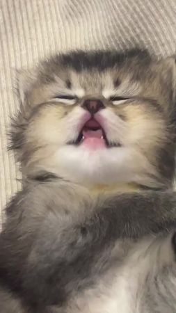 So cute #cutecat #pet #kucing #kitty 