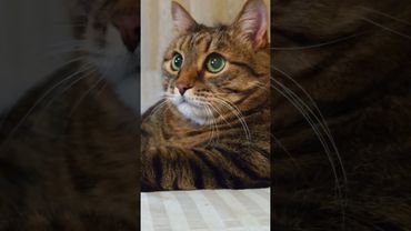 Высшее образование 🤔🙀😉🤣 #cat #кот #юмор #котушка #приколы #цитаты #смех