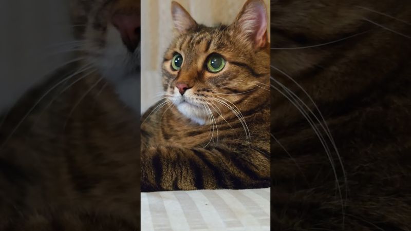 Высшее образование 🤔🙀😉🤣 #cat #кот #юмор #котушка #приколы #цитаты #смех