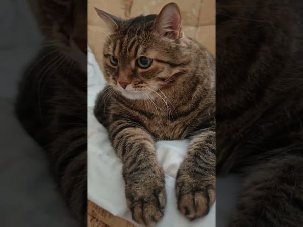 Часто так бывает 🙀🤔🫢🤣#cat #кот #юмор #котушка #приколы #цитаты