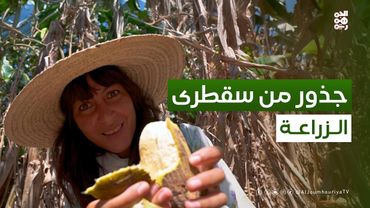 الزراعة فوق السحاب و بالقرب من البحار | جذور من سقطرى مع سمية جمال بلقيس | حلقة 03