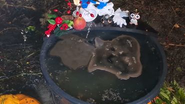 Чистка от "обратного хода колеса" наших знаний, мудрости от манипуляций ,игр людьми как марионетками