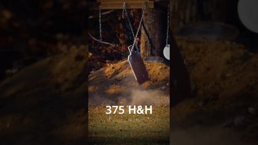 5.56 vs 7.5x55 vs 375 H&H