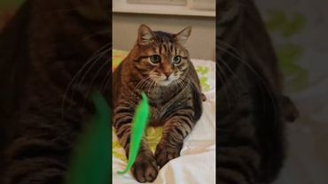 Рыболов 🎣🐟😻🤣 #cat #кот #юмор #котушка #приколы #смех