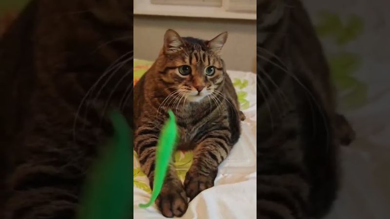 Рыболов 🎣🐟😻🤣 #cat #кот #юмор #котушка #приколы #смех