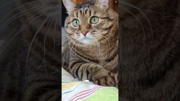 Добрые женщины 🙀🤔😉🤣 #cat #кот #юмор #котушка #приколы #цитаты