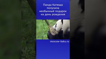 Панда Катюша получила необычный подарок на день рождения
