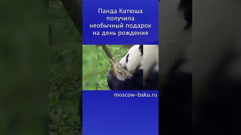 Панда Катюша получила необычный подарок на день рождения