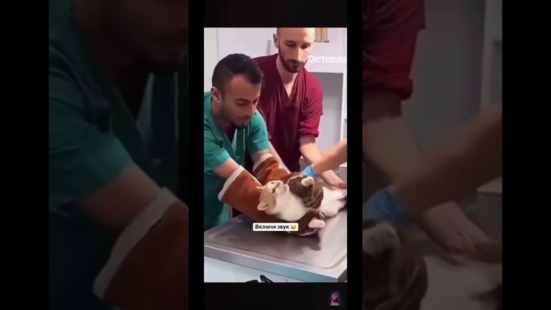 Ты в туфли пописал? Нет😂 #кот #смех #угар #рекомендации