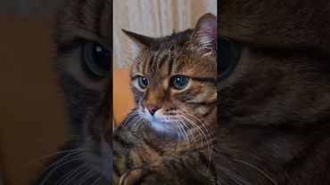 Я не перезваниваю 🙀😉🤔🤣 #cat #кот #юмор #котушка #смех #приколы #цитаты