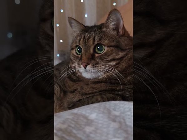 Хорошо сказано 🤔🤗😻❤ #cat #кот #motivation #психология #cat #видосыоткота #прикольныекоты