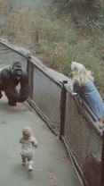 Gorilla saves child and gives it to the mother!😱❤️👍🏾 #bigfoot #gorill...