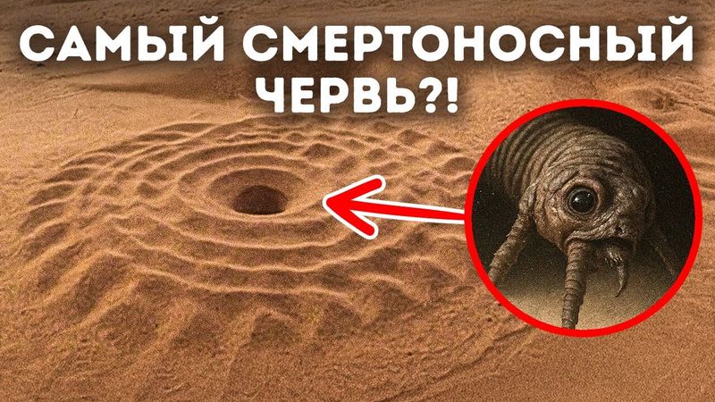 Страшное существо всё ещё прячется под песками пустыни?
