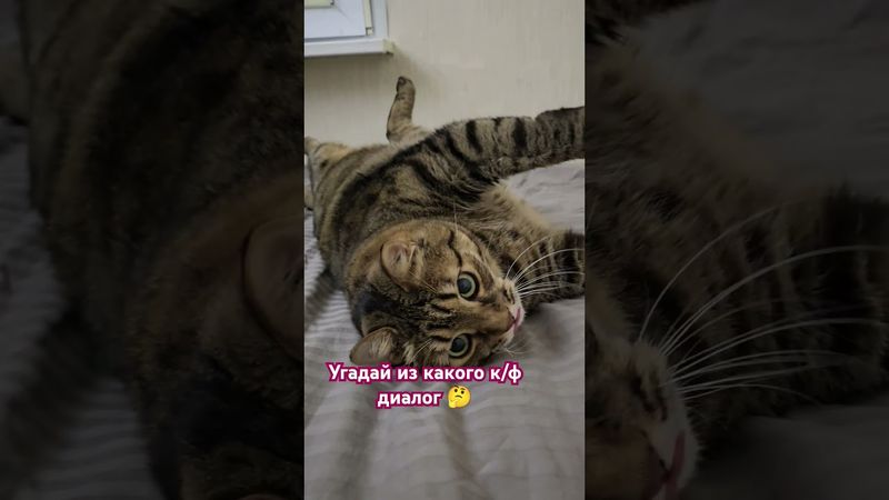 Что делать?🙀🤔🫢🤣 #cat #кот #юмор #котушка #приколы #цитаты #мемы