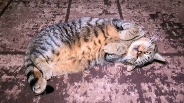 #Славянск. 25 сентября 2025г. Вечер.