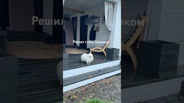 Через 5 минут прогулки😅🙈 #шпиц #собака #осень #дождь #дача #ежик #грязнаясобака #мокраясобака