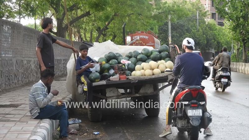 Watermelon and Muskmelon fruit is being sold on a tractor at Dera village road