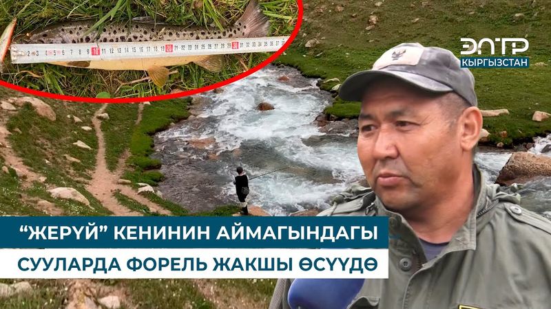 “ЖЕРҮЙ” КЕНИНИН АЙМАГЫНДАГЫ СУУЛАРДА ФОРЕЛЬ ЖАКШЫ ӨСҮҮДӨ