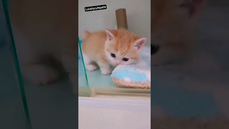 pretty little baby😻🥰 #gatos #cat #kitten #kucing #kucing lucu#trending #song#kot#neko