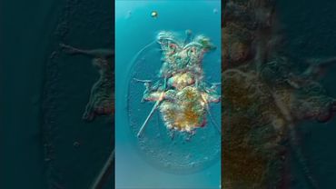 Самые Живучие ОРГАНИЗМЫ На Земле — КОЛОВРАТКИ