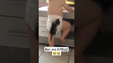 На это Можно смотреть ВЕЧНО!! Смешные Кошки и Собаки! 😂😂😂 #ShortsVideo #Shorts