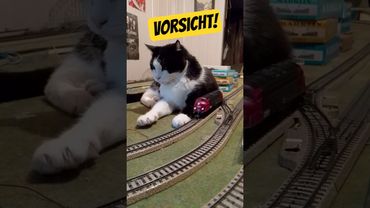 Fahrdienstleiter Blacky gemütlich am Gleis von der Märklin Anlage