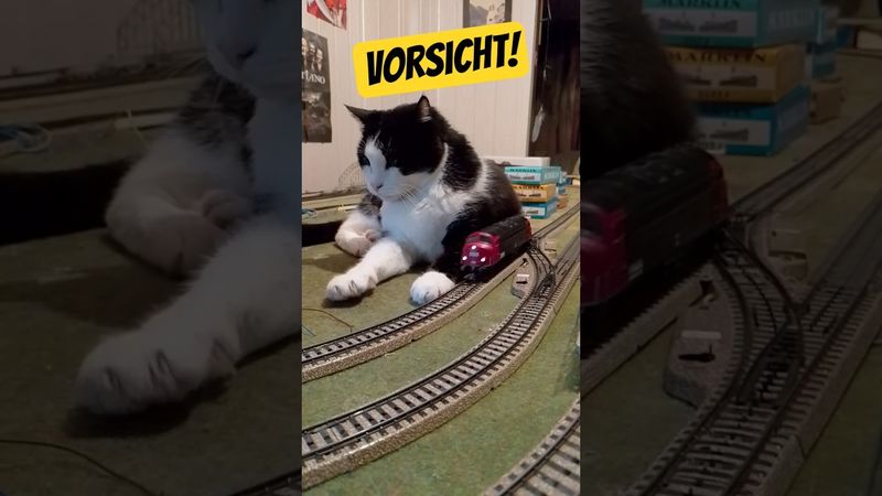 Fahrdienstleiter Blacky gemütlich am Gleis von der Märklin Anlage