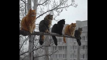 😺 Cats control everything! 🐈 Videos of funny cats, kittens and dogs! 😻