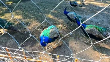 #Славянск. 14 сентября 2025г. Вечер. Небольшая прогулка по Парку Шелковичный!