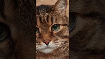 До кипения 🍵🙀😉🤣 #cat #кот #юмор #котушка #приколы #смех