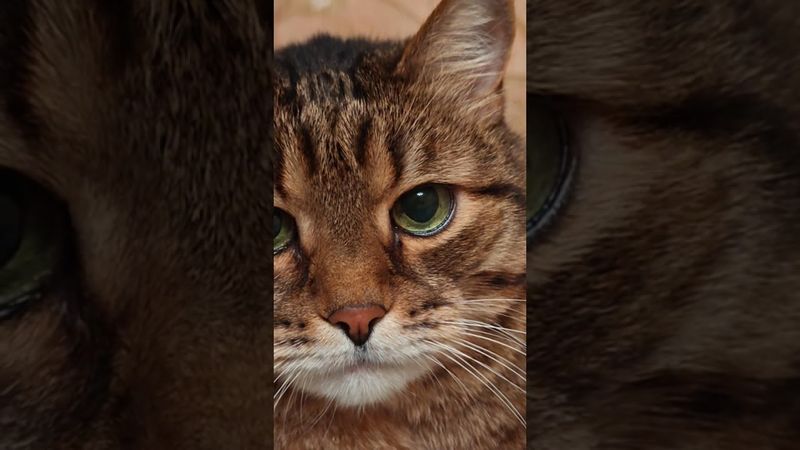 До кипения 🍵🙀😉🤣 #cat #кот #юмор #котушка #приколы #смех