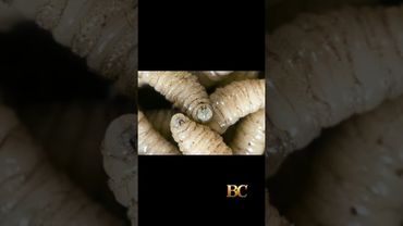 Rilevato negli Stati Uniti il ​​primo caso umano di parassita carnivoro.