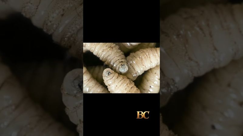 Kasus pertama parasit cacing pemakan daging pada manusia terdeteksi di AS.