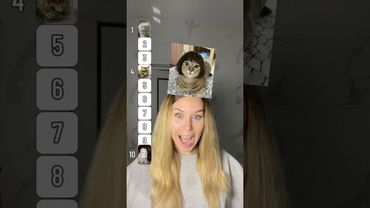 Cat Wigs Ranking 🐈🐱