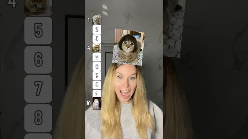 Cat Wigs Ranking 🐈🐱