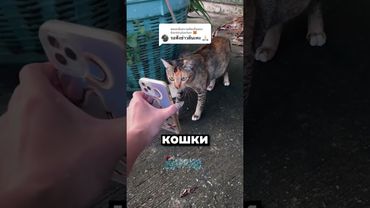 Операция: "Найти Барсика"