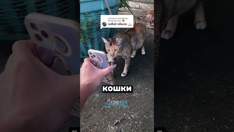 Операция: "Найти Барсика"